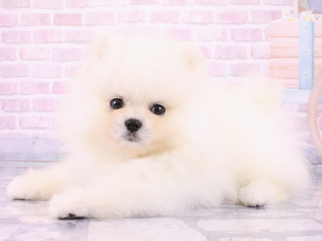 京都府のポメラニアン (Coo&RIKU京都河原町店/2026年1月21日生まれ/男の子/クリーム)の子犬の3枚目の画像