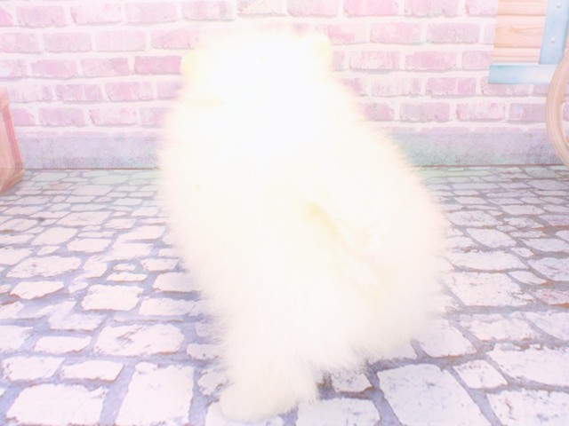 京都府のポメラニアン (Coo&RIKU京都河原町店/2026年1月21日生まれ/男の子/クリーム)の子犬の4枚目の画像