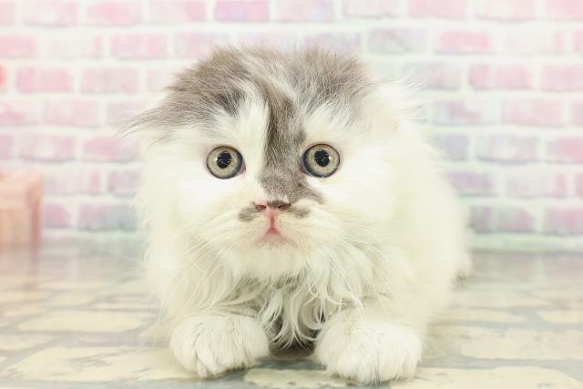 東京都のスコティッシュフォールド (Coo&RIKU武蔵小山店/2026年1月18日生まれ/男の子/ブルーホワイト)の子猫の1枚目の画像