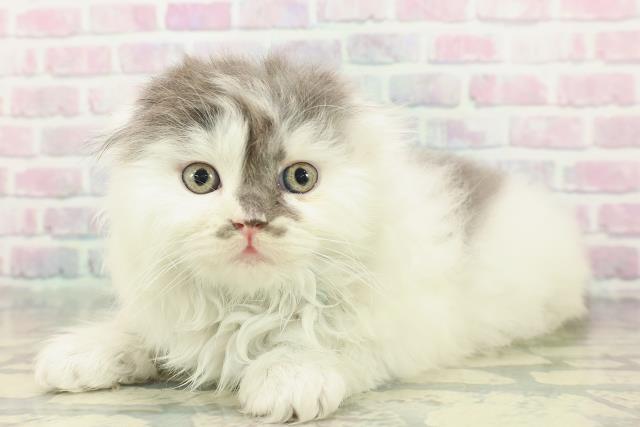 東京都のスコティッシュフォールド (Coo&RIKU武蔵小山店/2026年1月18日生まれ/男の子/ブルーホワイト)の子猫の2枚目の画像