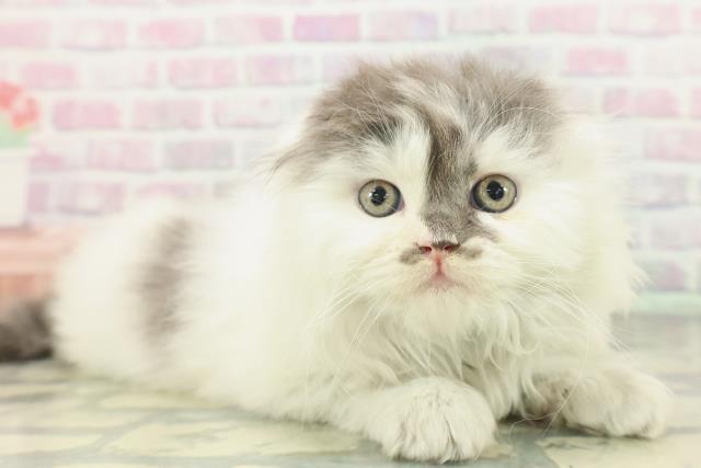 東京都のスコティッシュフォールド (Coo&RIKU武蔵小山店/2026年1月18日生まれ/男の子/ブルーホワイト)の子猫の3枚目の画像
