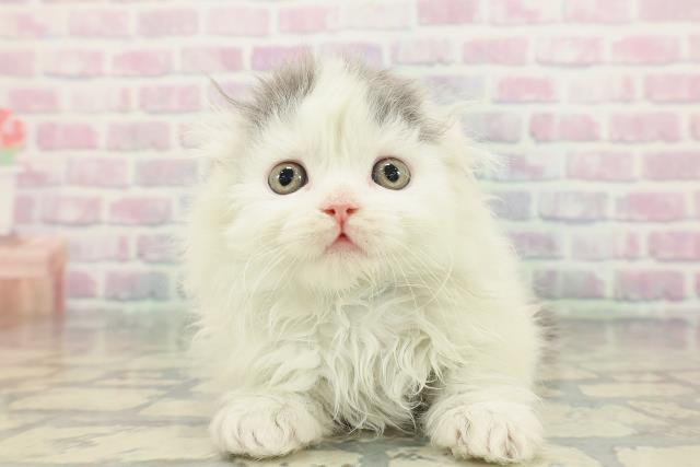 東京都のスコティッシュフォールド (Coo&RIKU中野サンモール店/2026年1月18日生まれ/男の子/ブルーホワイト)の子猫の1枚目の画像