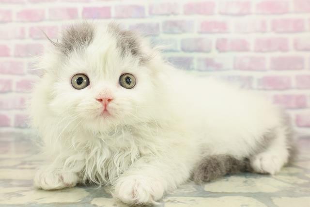 東京都のスコティッシュフォールド (Coo&RIKU中野サンモール店/2026年1月18日生まれ/男の子/ブルーホワイト)の子猫の2枚目の画像