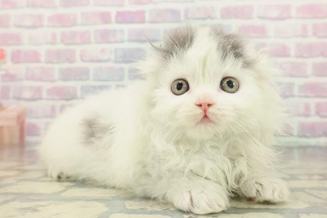 東京都のスコティッシュフォールド (Coo&RIKU中野サンモール店/2026年1月18日生まれ/男の子/ブルーホワイト)の子猫の3枚目の画像