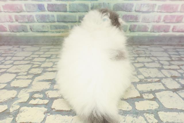 東京都のスコティッシュフォールド (Coo&RIKU中野サンモール店/2026年1月18日生まれ/男の子/ブルーホワイト)の子猫の4枚目の画像