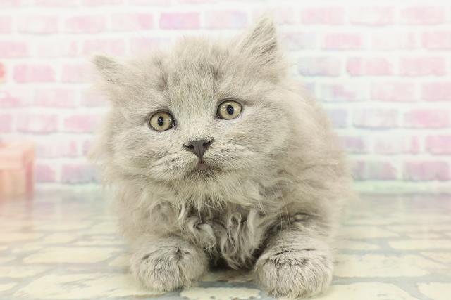 東京都のブリティッシュロングヘアー (Coo&RIKU高円寺店/2026年1月20日生まれ/男の子/ブルー)の子猫