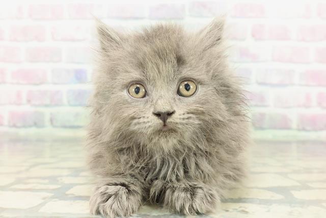 東京都のブリティッシュロングヘアー (Coo&RIKU下北沢店/2026年1月20日生まれ/女の子/ブルー)の子猫