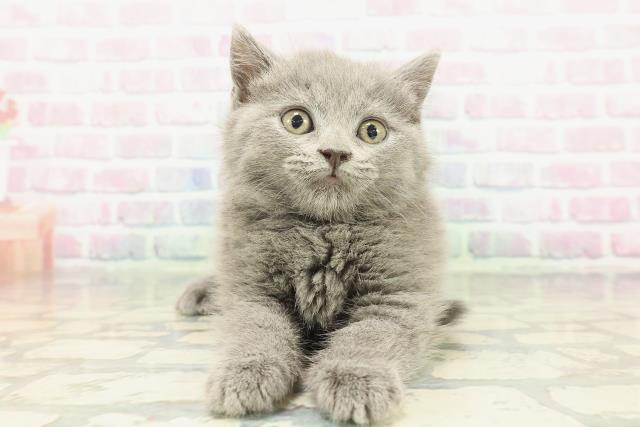 ブリティッシュショートヘアー