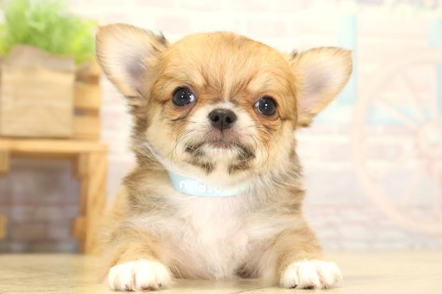 チワワ（ロングコート）