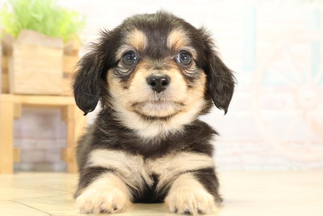 静岡県のチワックス(チワワ×ダックス) (Coo&RIKU浜松店/2026年1月21日生まれ/女の子/ブラッククリーム)の子犬の1枚目の画像