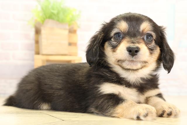 静岡県のチワックス(チワワ×ダックス) (Coo&RIKU浜松店/2026年1月21日生まれ/女の子/ブラッククリーム)の子犬の2枚目の画像