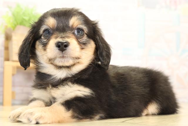 静岡県のチワックス(チワワ×ダックス) (Coo&RIKU浜松店/2026年1月21日生まれ/女の子/ブラッククリーム)の子犬の3枚目の画像