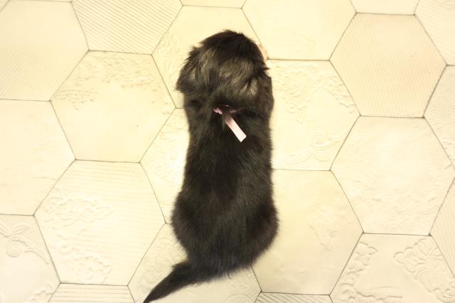 静岡県のチワックス(チワワ×ダックス) (Coo&RIKU浜松店/2026年1月21日生まれ/女の子/ブラッククリーム)の子犬の4枚目の画像