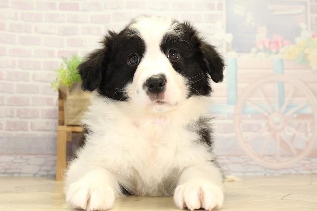 ボーダーコリー