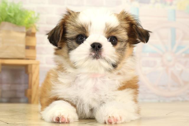 愛知県のチワズー/チワシーズ(チワワ×シーズー) (Coo&RIKU春日井店/2026年1月20日生まれ/女の子/ゴールドホワイト)の子犬の1枚目の画像