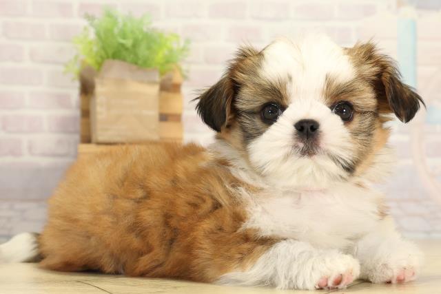 愛知県のチワズー/チワシーズ(チワワ×シーズー) (Coo&RIKU春日井店/2026年1月20日生まれ/女の子/ゴールドホワイト)の子犬の2枚目の画像