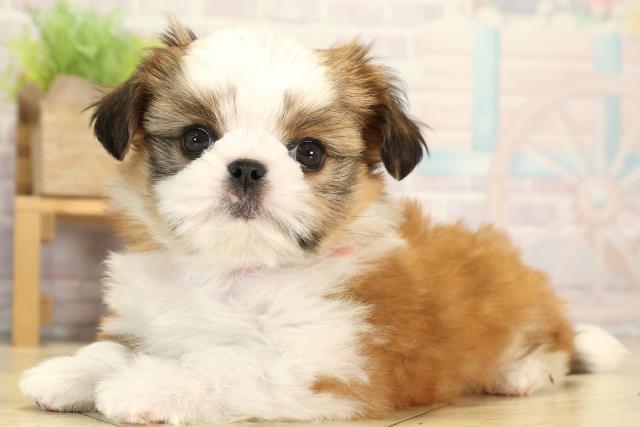 愛知県のチワズー/チワシーズ(チワワ×シーズー) (Coo&RIKU春日井店/2026年1月20日生まれ/女の子/ゴールドホワイト)の子犬の3枚目の画像