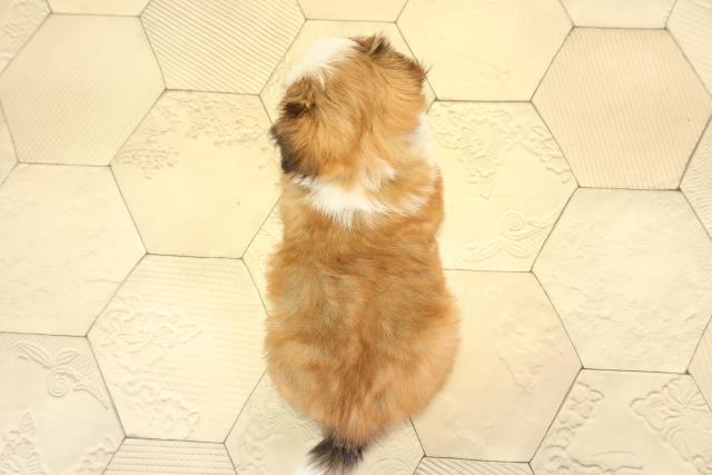 愛知県のチワズー/チワシーズ(チワワ×シーズー) (Coo&RIKU春日井店/2026年1月20日生まれ/女の子/ゴールドホワイト)の子犬の4枚目の画像