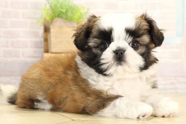 岐阜県のチワズー/チワシーズ(チワワ×シーズー) (Coo&RIKU各務原店/2026年1月20日生まれ/女の子/ゴールドホワイト)の子犬の2枚目の画像