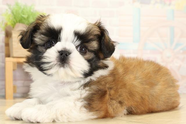 岐阜県のチワズー/チワシーズ(チワワ×シーズー) (Coo&RIKU各務原店/2026年1月20日生まれ/女の子/ゴールドホワイト)の子犬の3枚目の画像