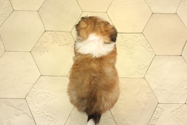 岐阜県のチワズー/チワシーズ(チワワ×シーズー) (Coo&RIKU各務原店/2026年1月20日生まれ/女の子/ゴールドホワイト)の子犬の4枚目の画像