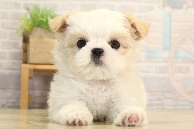 岐阜県のチワズー/チワシーズ(チワワ×シーズー) (Coo&RIKU岐阜店/2026年1月20日生まれ/女の子/クリームホワイト)の子犬の1枚目の画像