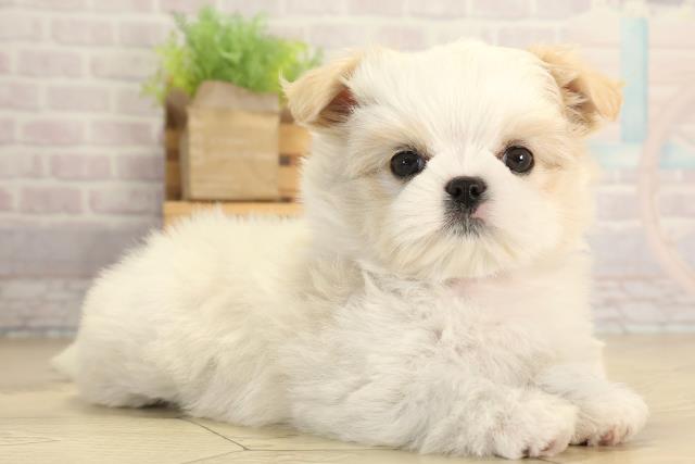 岐阜県のチワズー/チワシーズ(チワワ×シーズー) (Coo&RIKU岐阜店/2026年1月20日生まれ/女の子/クリームホワイト)の子犬の2枚目の画像