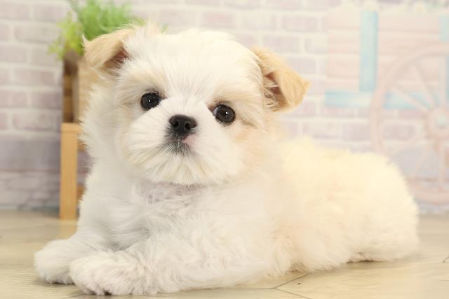 岐阜県のチワズー/チワシーズ(チワワ×シーズー) (Coo&RIKU岐阜店/2026年1月20日生まれ/女の子/クリームホワイト)の子犬の3枚目の画像