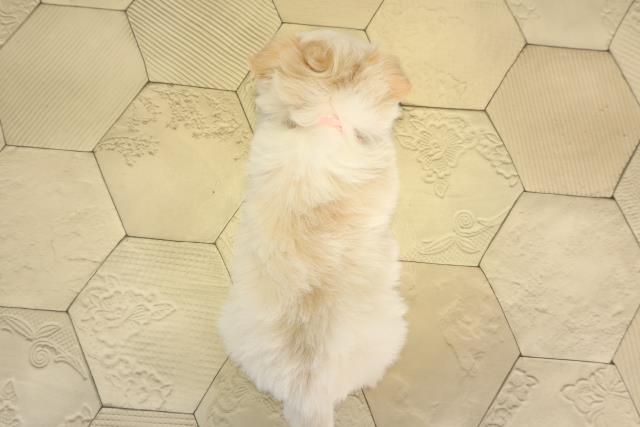 岐阜県のチワズー/チワシーズ(チワワ×シーズー) (Coo&RIKU岐阜店/2026年1月20日生まれ/女の子/クリームホワイト)の子犬の4枚目の画像