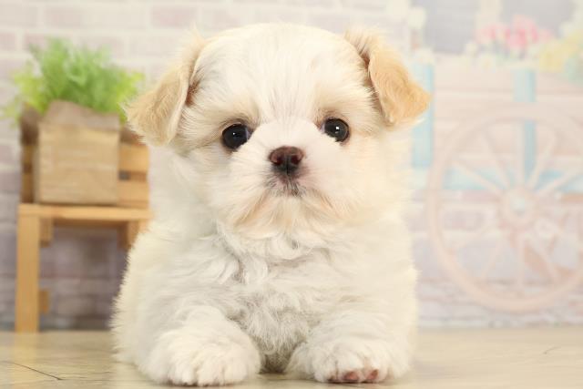 岐阜県のチワズー/チワシーズ(チワワ×シーズー) (Coo&RIKU岐南店/2026年1月20日生まれ/男の子/クリームホワイト)の子犬の1枚目の画像