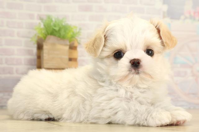 岐阜県のチワズー/チワシーズ(チワワ×シーズー) (Coo&RIKU岐南店/2026年1月20日生まれ/男の子/クリームホワイト)の子犬の2枚目の画像