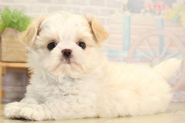 岐阜県のチワズー/チワシーズ(チワワ×シーズー) (Coo&RIKU岐南店/2026年1月20日生まれ/男の子/クリームホワイト)の子犬の3枚目の画像