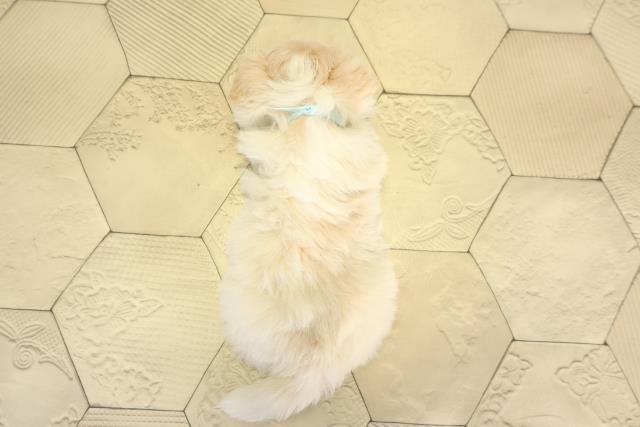 岐阜県のチワズー/チワシーズ(チワワ×シーズー) (Coo&RIKU岐南店/2026年1月20日生まれ/男の子/クリームホワイト)の子犬の4枚目の画像