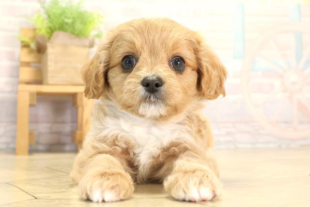 愛知県のチワプー/プーチー(チワワ×プードル) (Coo&RIKU東海一宮店/2026年1月21日生まれ/男の子/アプリコット)の子犬の1枚目の画像