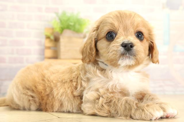 愛知県のチワプー/プーチー(チワワ×プードル) (Coo&RIKU東海一宮店/2026年1月21日生まれ/男の子/アプリコット)の子犬の2枚目の画像