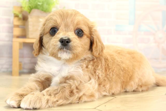 愛知県のチワプー/プーチー(チワワ×プードル) (Coo&RIKU東海一宮店/2026年1月21日生まれ/男の子/アプリコット)の子犬の3枚目の画像