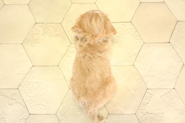 愛知県のチワプー/プーチー(チワワ×プードル) (Coo&RIKU東海一宮店/2026年1月21日生まれ/男の子/アプリコット)の子犬の4枚目の画像