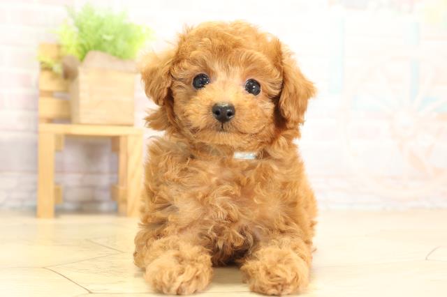 静岡県のトイプードル(トイ) (Coo&RIKU静岡SBS通り店/2026年1月20日生まれ/男の子/レッドフォーン)の子犬の1枚目の画像