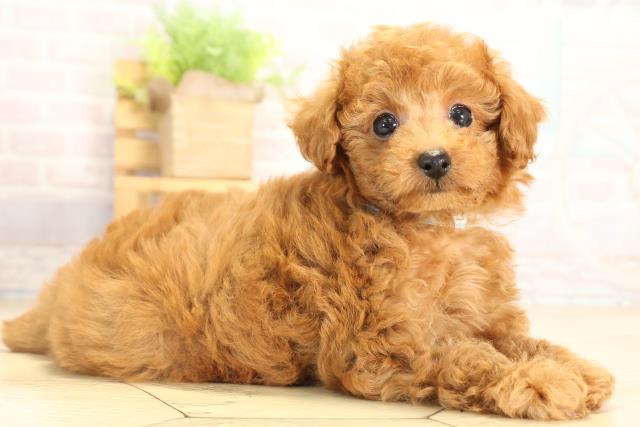 静岡県のトイプードル(トイ) (Coo&RIKU静岡SBS通り店/2026年1月20日生まれ/男の子/レッドフォーン)の子犬の2枚目の画像