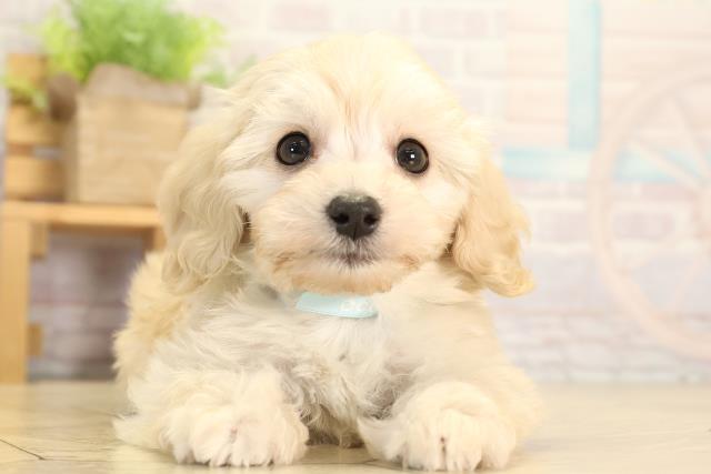 静岡県のダップー(ダックス×プードル) (Coo&RIKU沼津店/2026年1月20日生まれ/男の子/クリーム)の子犬の1枚目の画像