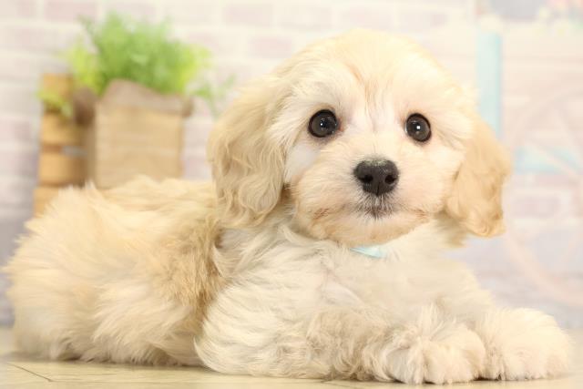 静岡県のダップー(ダックス×プードル) (Coo&RIKU沼津店/2026年1月20日生まれ/男の子/クリーム)の子犬の2枚目の画像