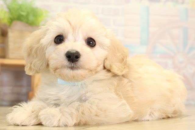 静岡県のダップー(ダックス×プードル) (Coo&RIKU沼津店/2026年1月20日生まれ/男の子/クリーム)の子犬の3枚目の画像