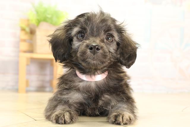 岐阜県のダップー(ダックス×プードル) (Coo&RIKU岐南店/2026年1月20日生まれ/女の子/ブリンドル)の子犬の1枚目の画像