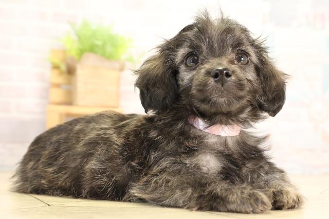 岐阜県のダップー(ダックス×プードル) (Coo&RIKU岐南店/2026年1月20日生まれ/女の子/ブリンドル)の子犬の2枚目の画像