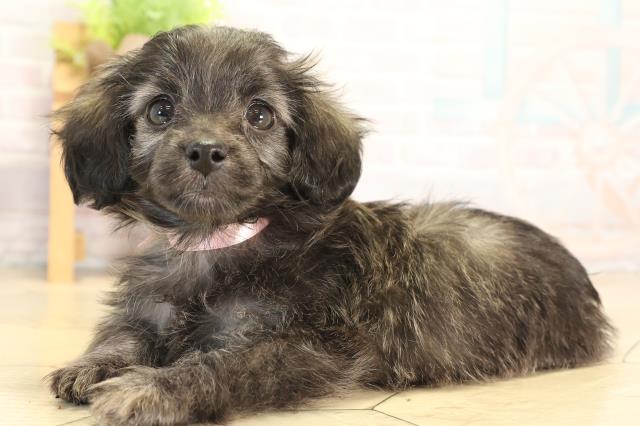 岐阜県のダップー(ダックス×プードル) (Coo&RIKU岐南店/2026年1月20日生まれ/女の子/ブリンドル)の子犬の3枚目の画像