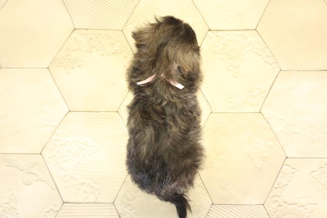 岐阜県のダップー(ダックス×プードル) (Coo&RIKU岐南店/2026年1月20日生まれ/女の子/ブリンドル)の子犬の4枚目の画像