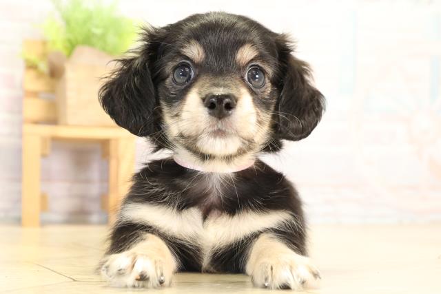 静岡県のチワックス(チワワ×ダックス) (Coo&RIKU沼津店/2026年1月20日生まれ/女の子/ブラッククリームホワイト)の子犬の1枚目の画像