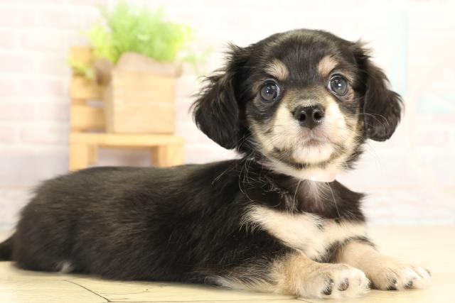 静岡県のチワックス(チワワ×ダックス) (Coo&RIKU沼津店/2026年1月20日生まれ/女の子/ブラッククリームホワイト)の子犬の2枚目の画像