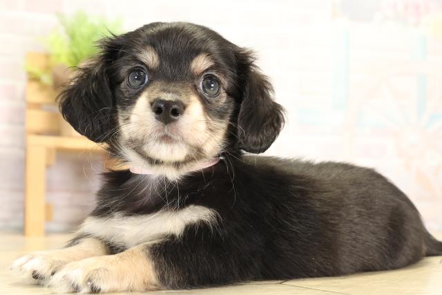 静岡県のチワックス(チワワ×ダックス) (Coo&RIKU沼津店/2026年1月20日生まれ/女の子/ブラッククリームホワイト)の子犬の3枚目の画像