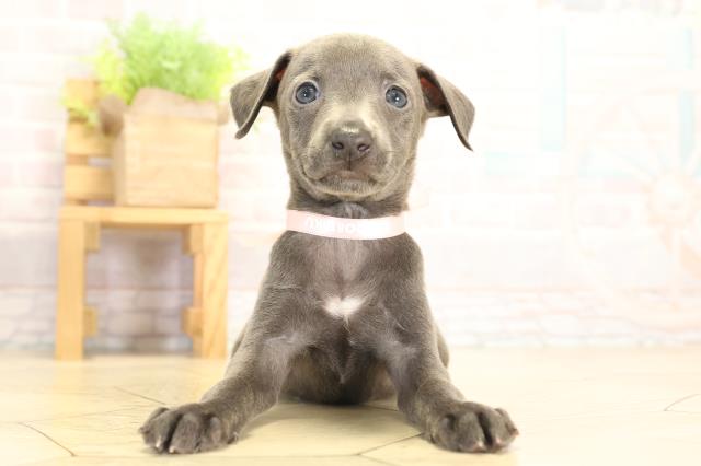 イタリアングレーハウンド